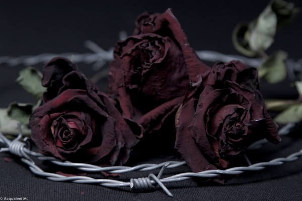 Featured Image Roses