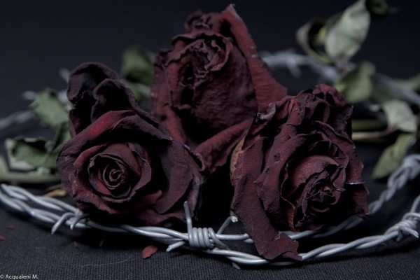 Featured Image Roses