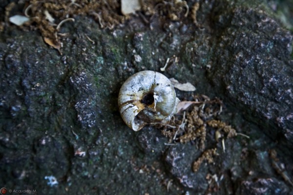 Featured Image The Downward Spiral