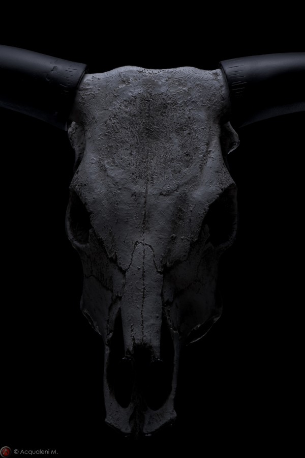 Featured Image Head of Buffalo