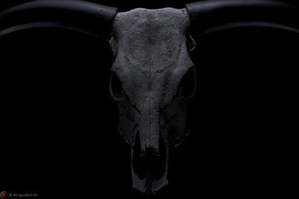 Featured Image Head of Buffalo